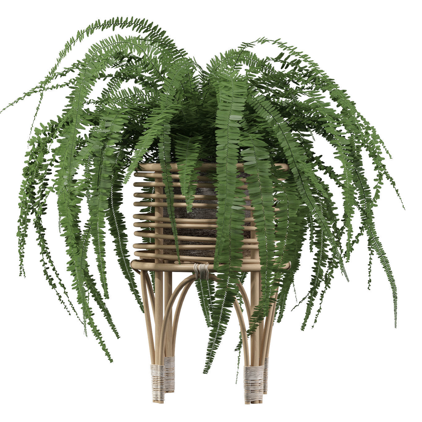 Fern in rattan stand 3D model_1