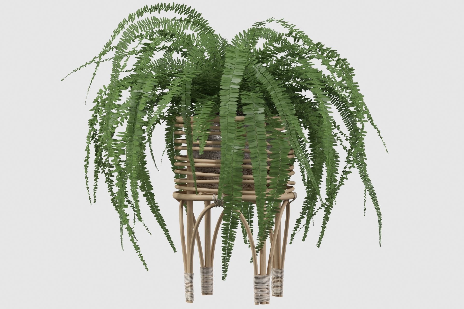 Fern in rattan stand 3D model_9