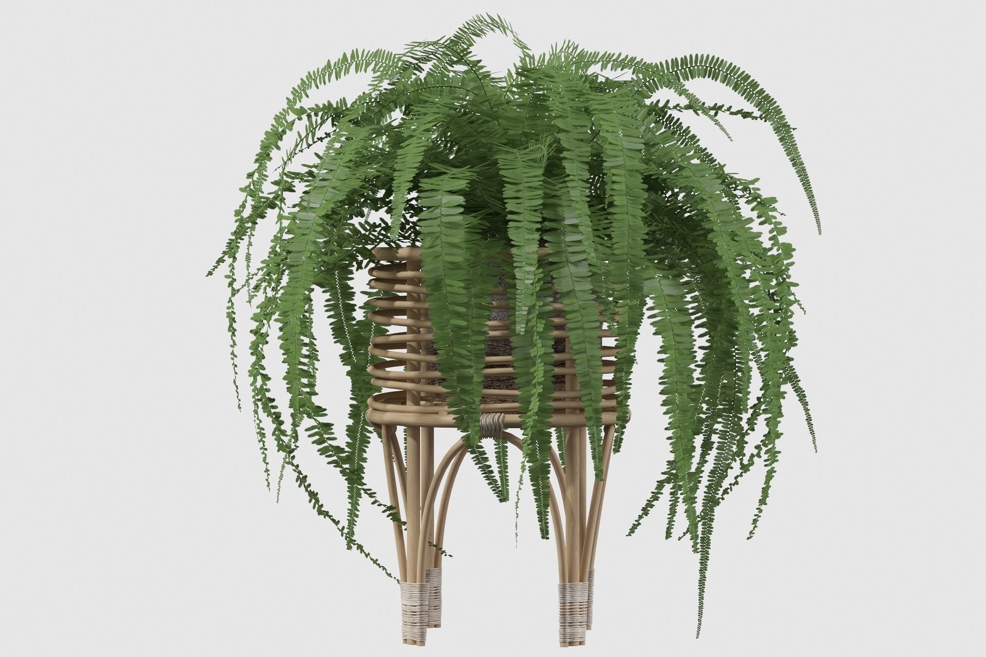 Fern in rattan stand 3D model_25