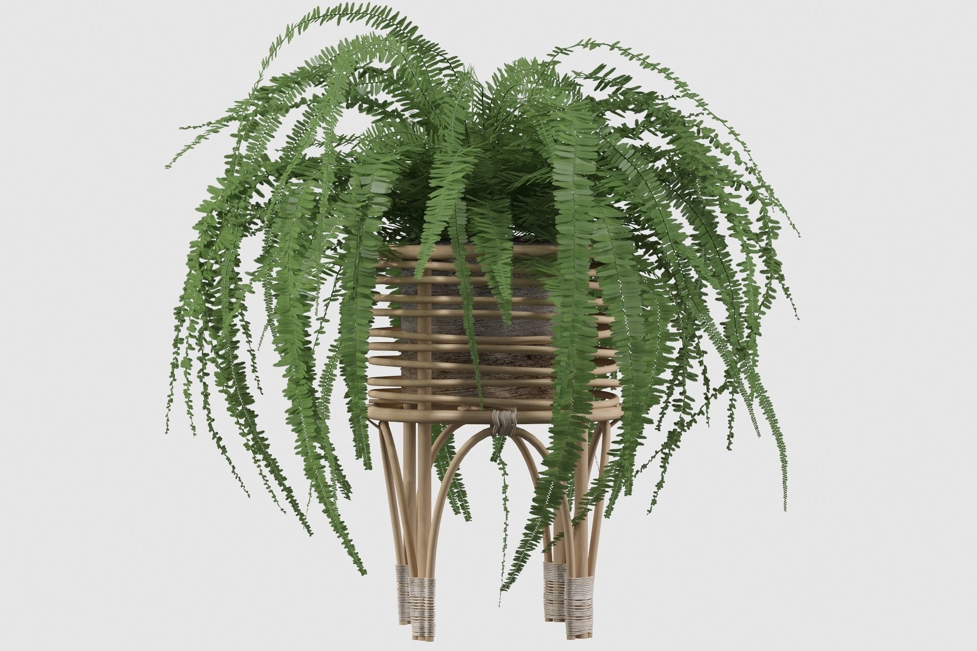 Fern in rattan stand 3D model_12