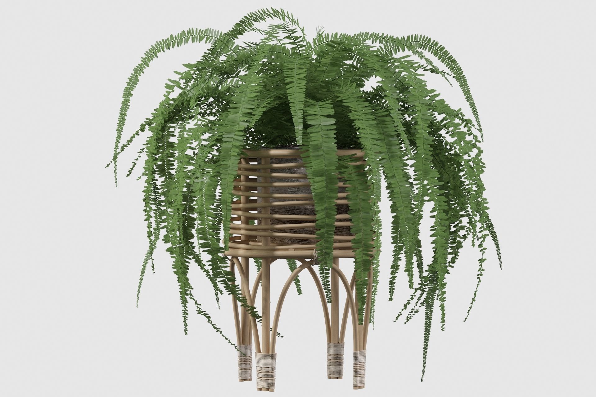 Fern in rattan stand 3D model_21