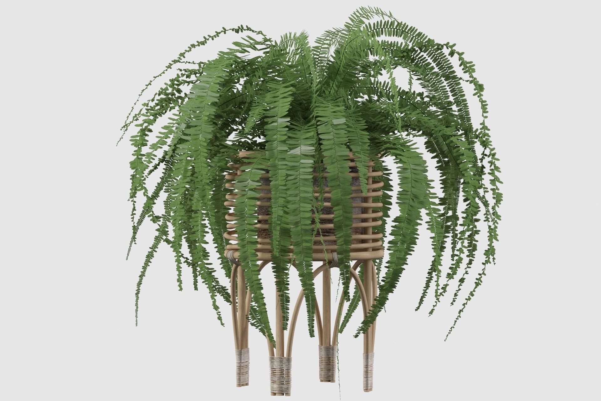 Fern in rattan stand 3D model_18