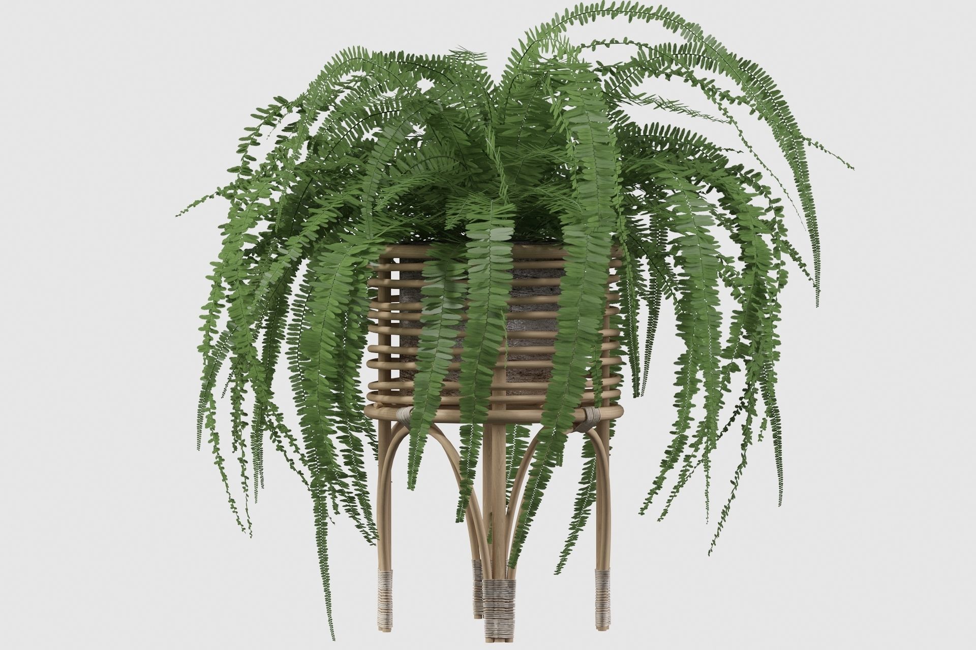 Fern in rattan stand 3D model_16