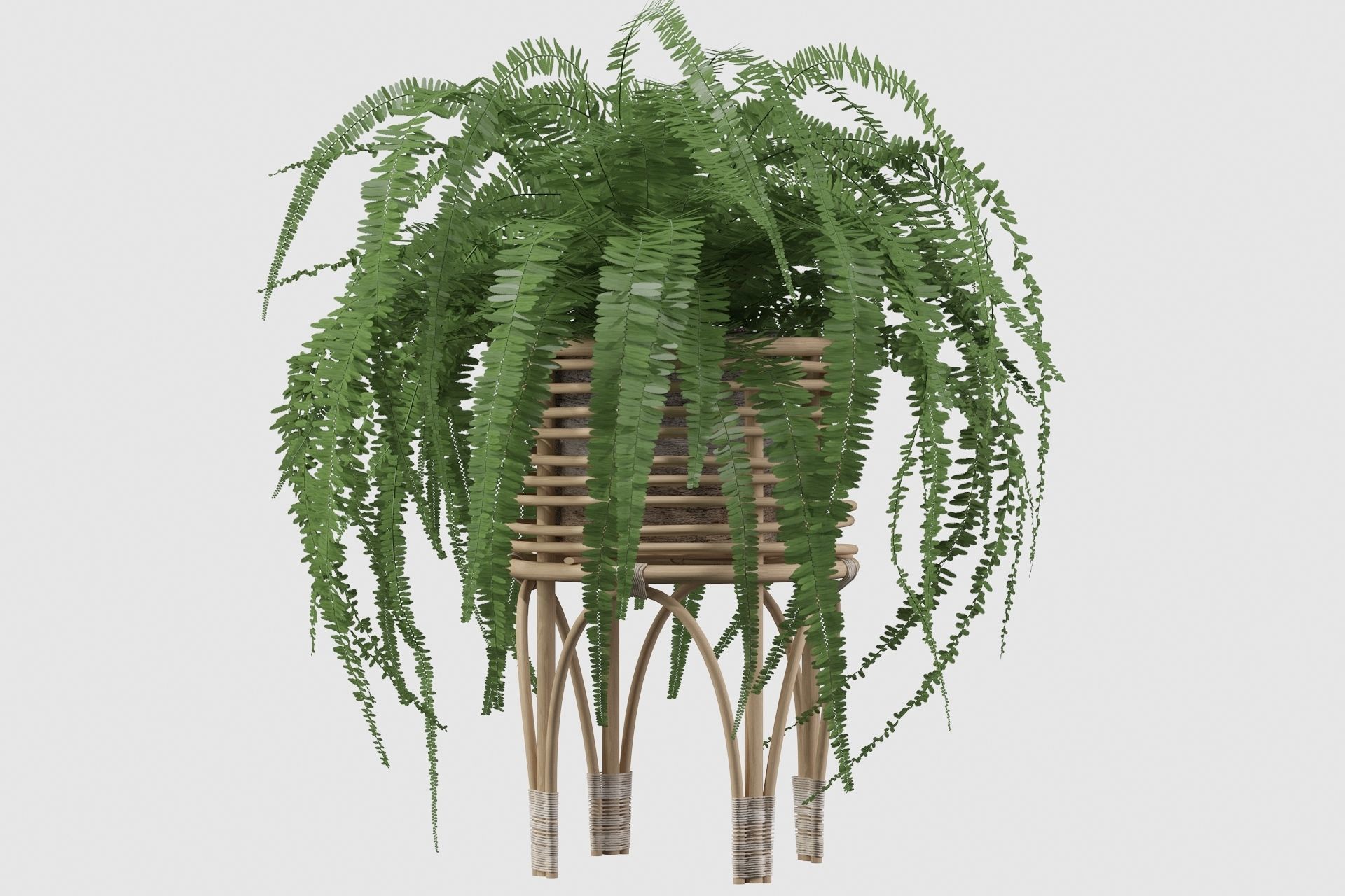 Fern in rattan stand 3D model_13