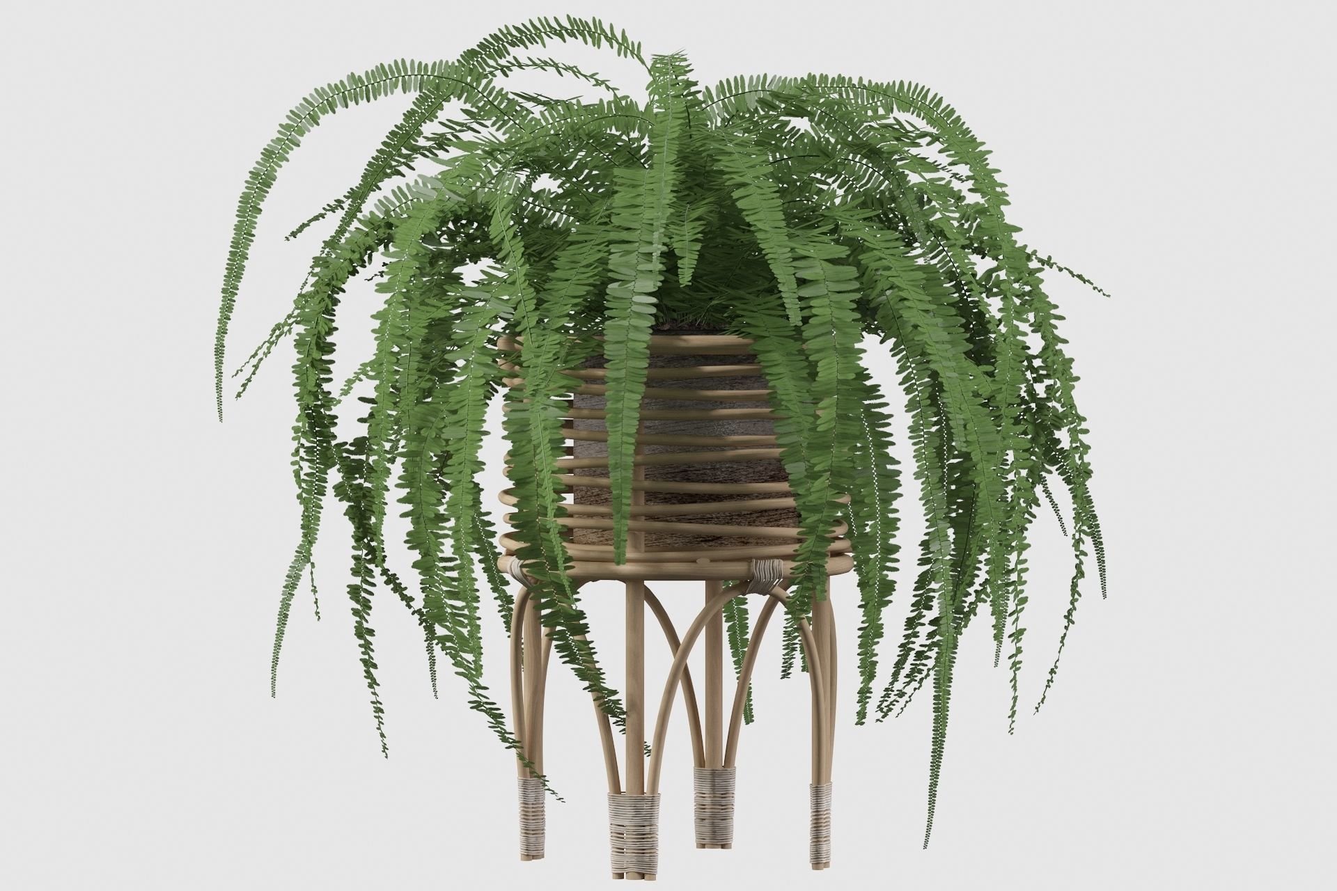 Fern in rattan stand 3D model_28