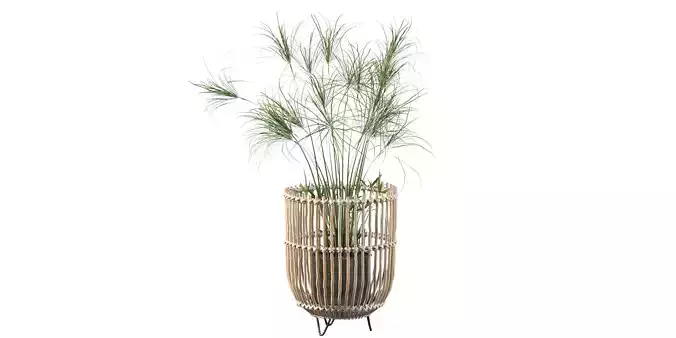 Cyperus Nofretete 03