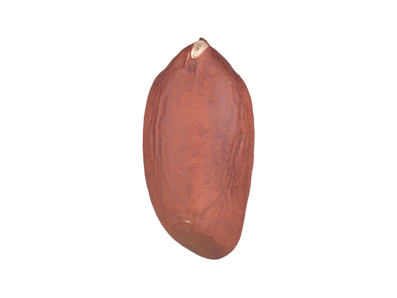 Photorealistic Peanut Kernel 3D Scan 3D model_1