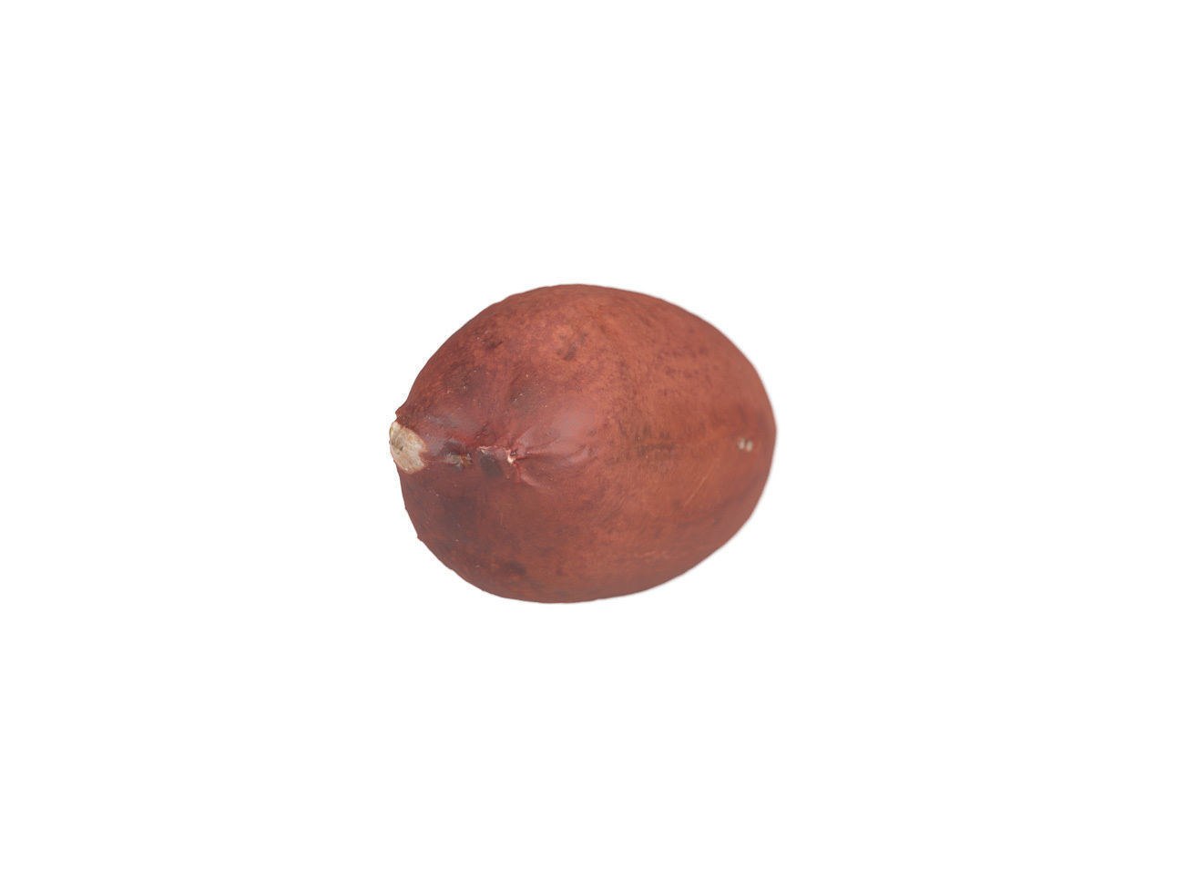 Photorealistic Peanut Kernel 3D Scan 3D model_4