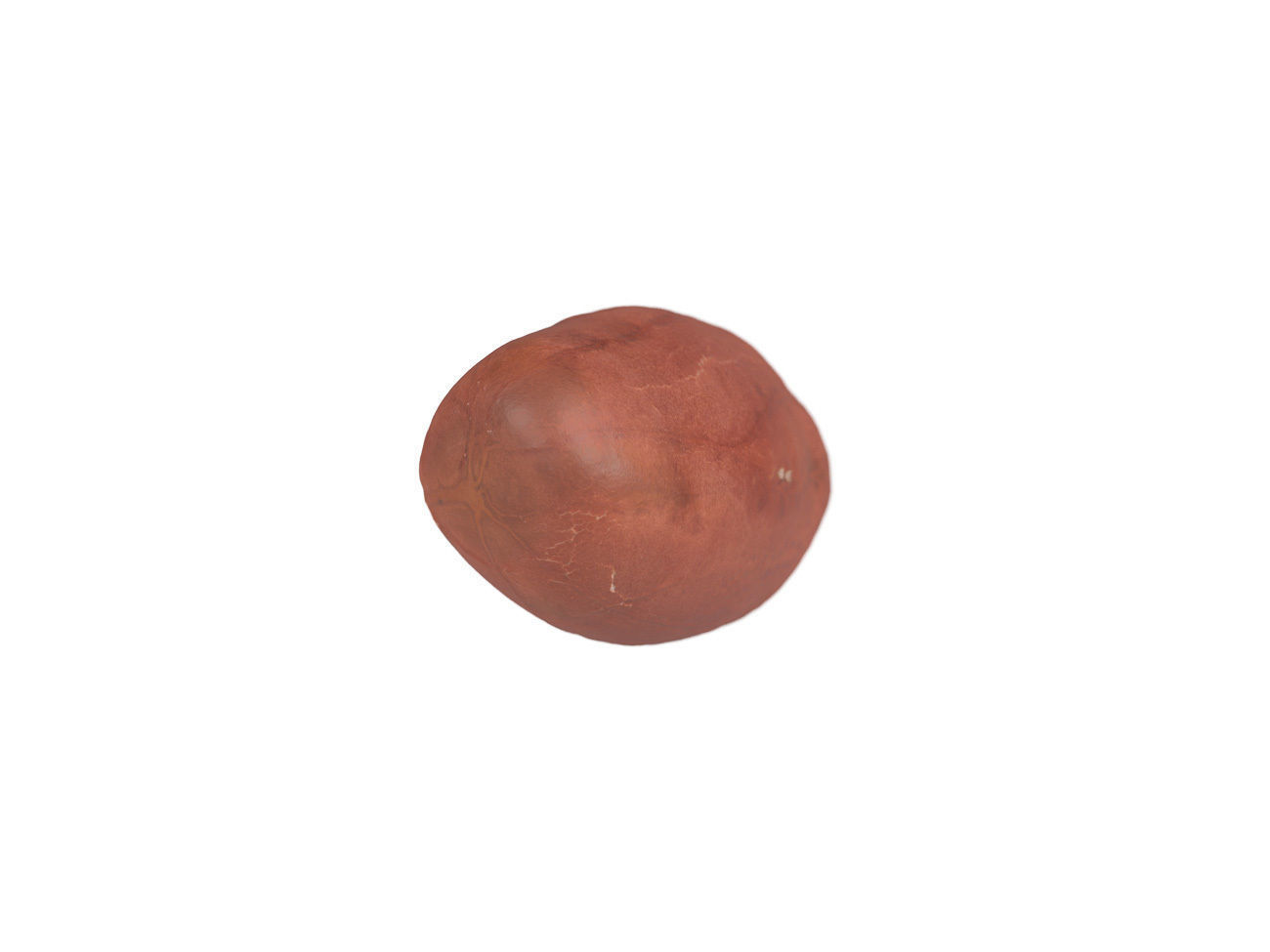 Photorealistic Peanut Kernel 3D Scan 3D model_5