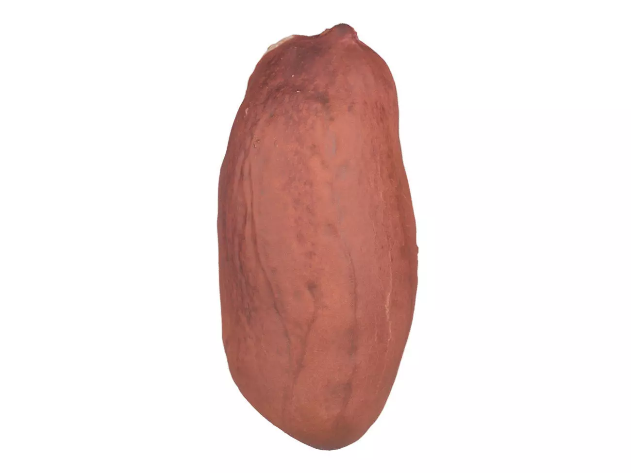 Photorealistic Peanut Kernel 3D Scan 3D model_0