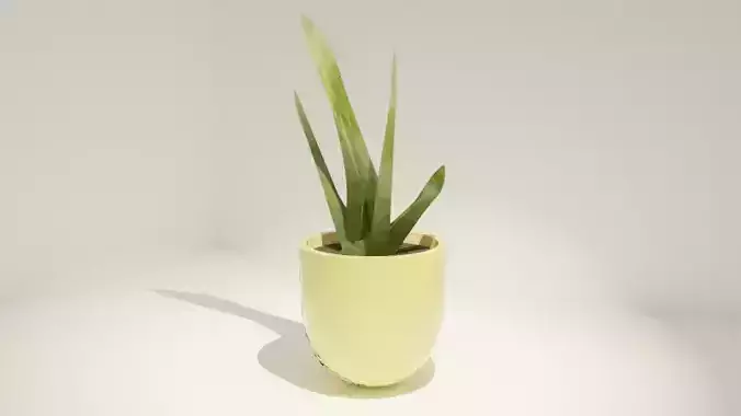 Cactus pot Plant pot inside or exterior plant