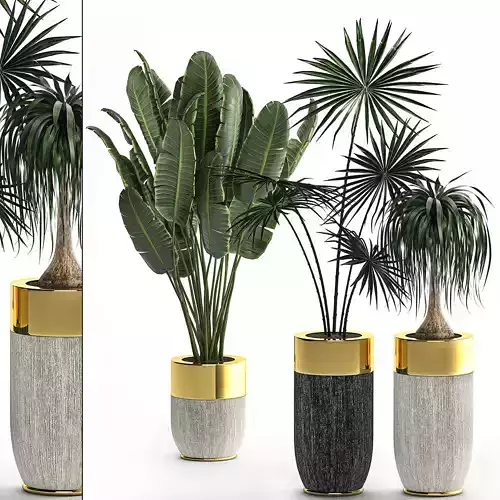 Houseplants in a luxury pot for the interior 705 3D model