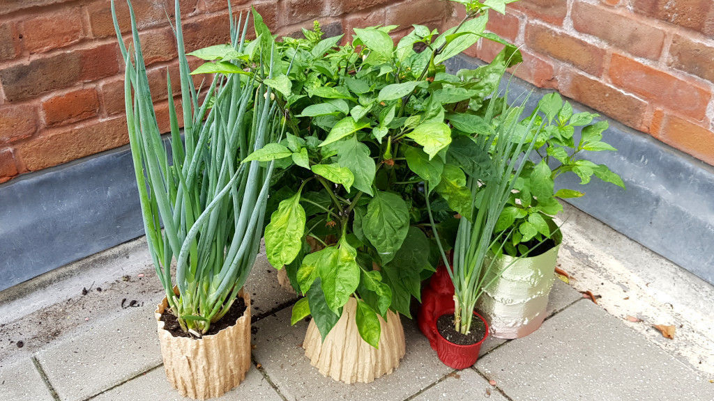 Birch Tree 3D Scan Applied to Functional and Decorative Items Free 3D print model_5