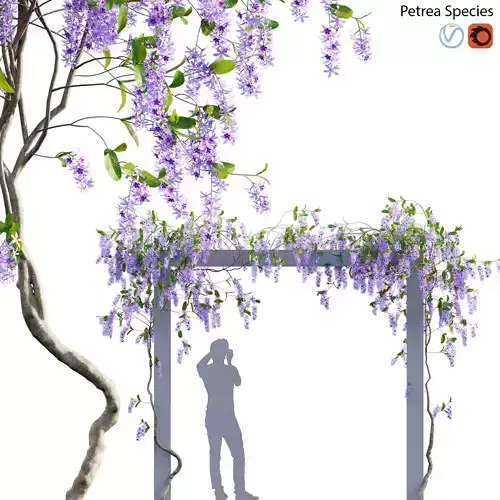 Petrea Volubilis - Queen Wreath - 01