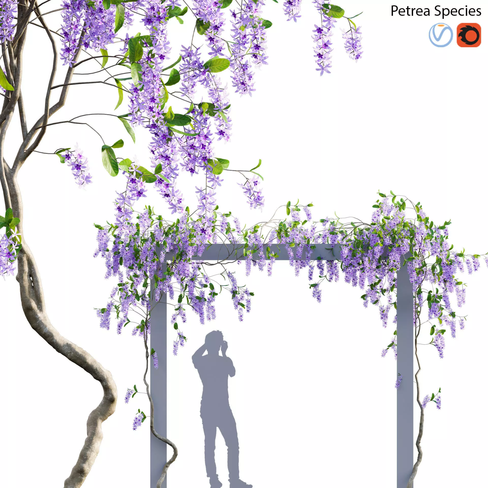 Petrea Volubilis - Queen Wreath - 01 3D model_0