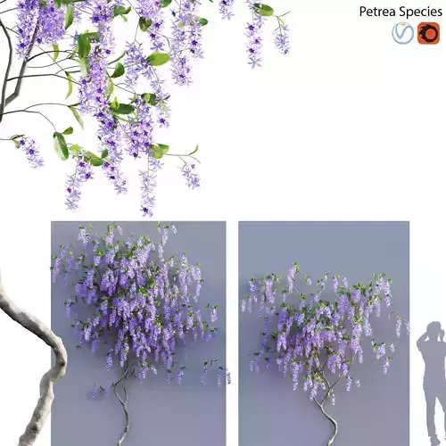 Petrea Volubilis - Queen Wreath - 03