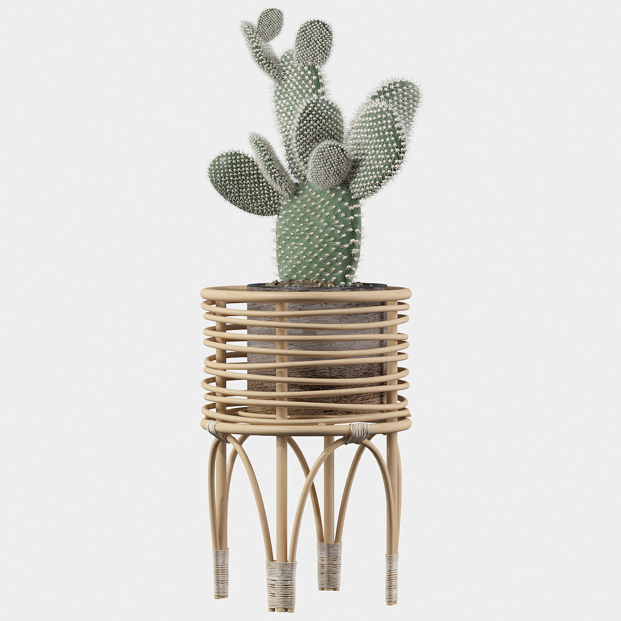 Opuntia microdasys 04 3D model_6