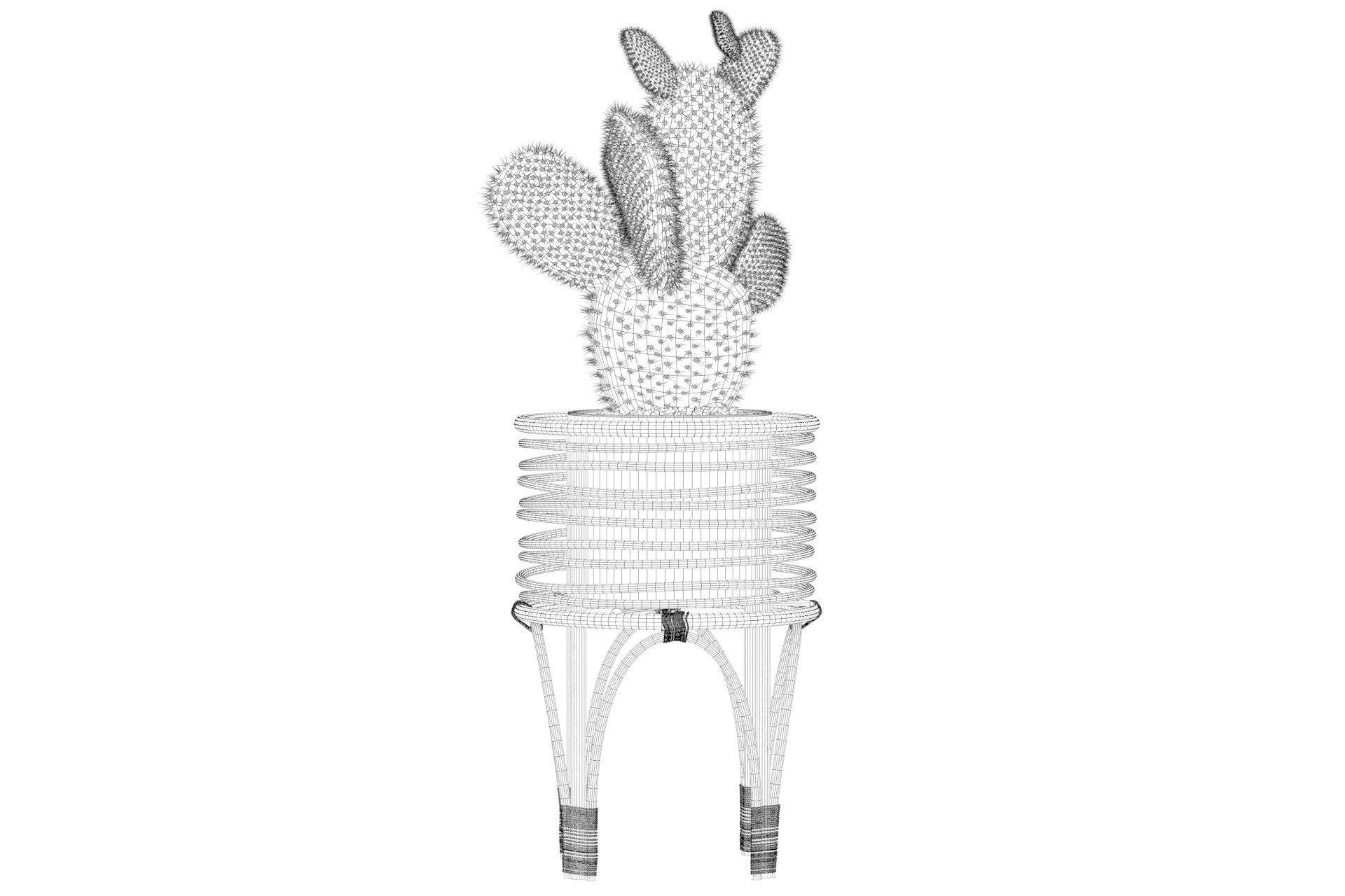 Opuntia microdasys 04 3D model_35