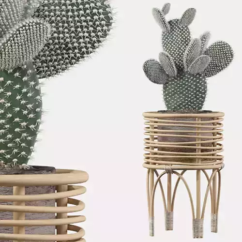 Opuntia microdasys 04 3D model
