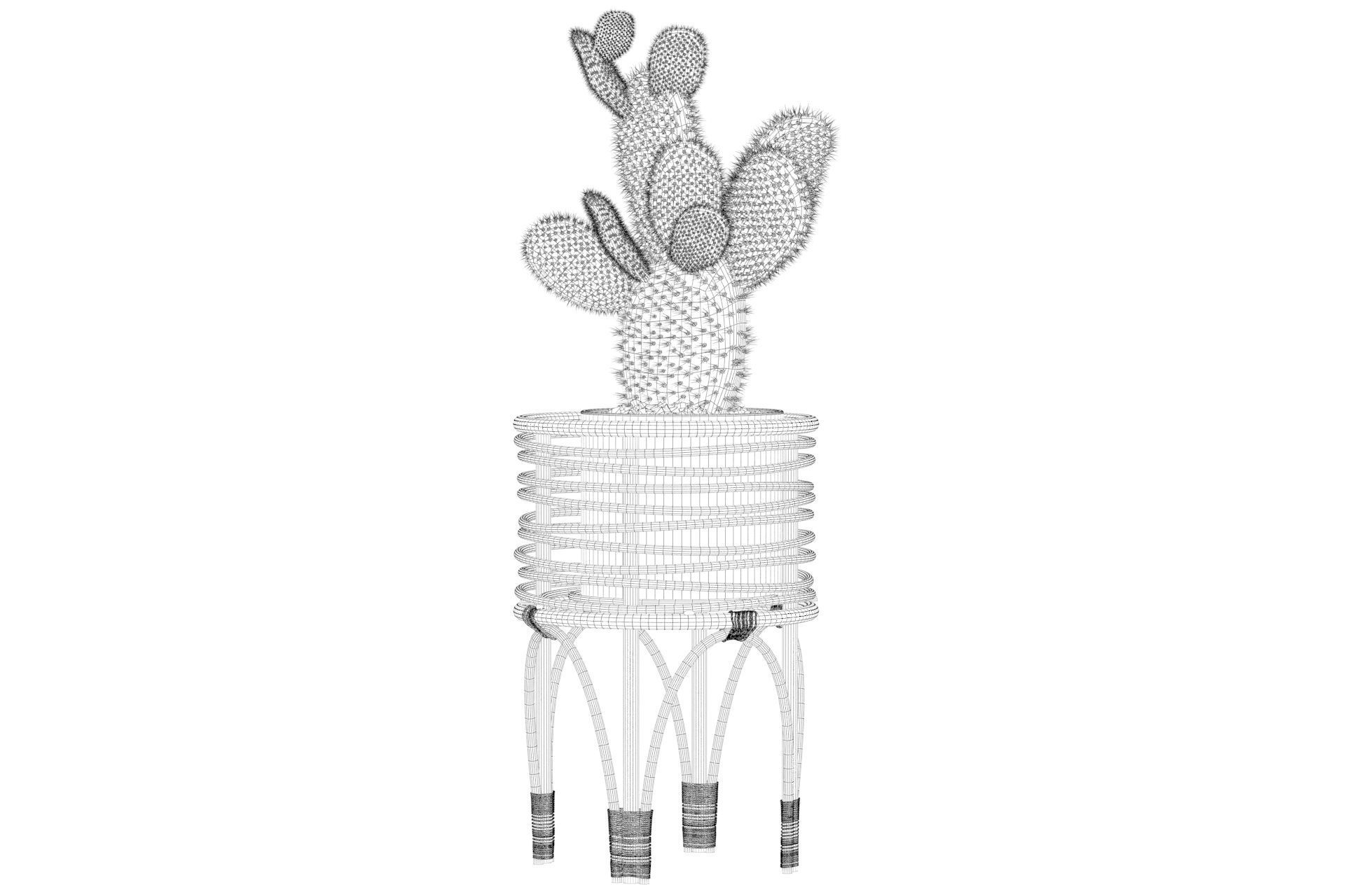 Opuntia microdasys 04 3D model_39