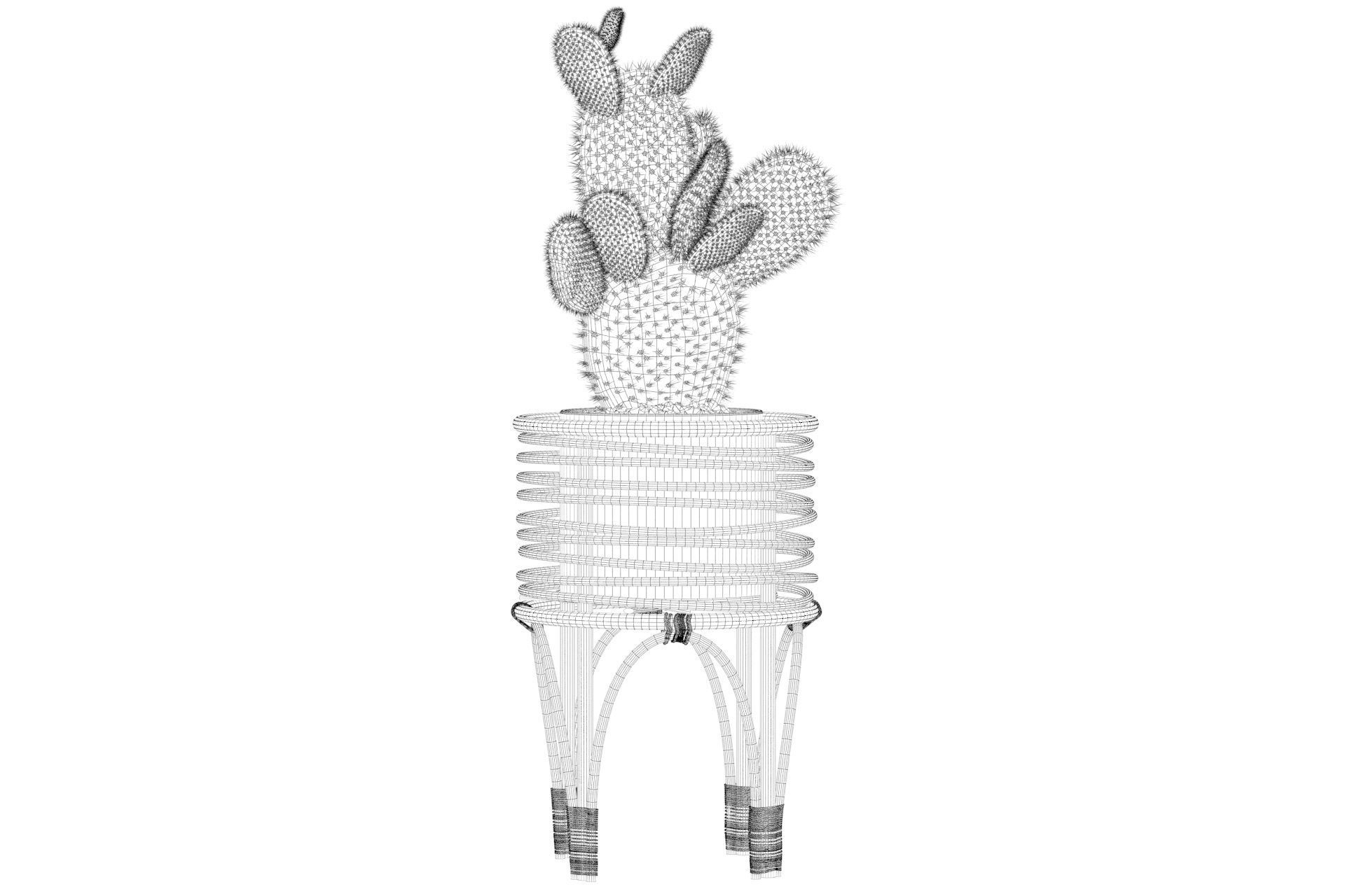 Opuntia microdasys 04 3D model_44