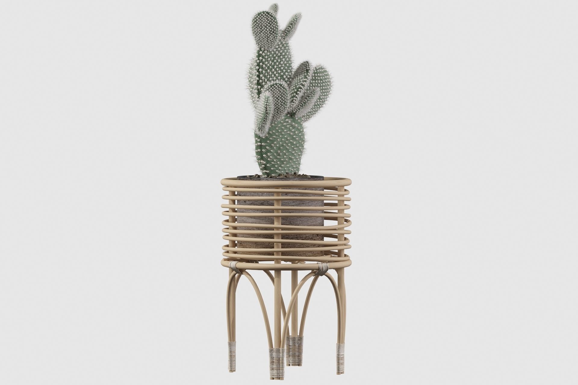 Opuntia microdasys 04 3D model_32