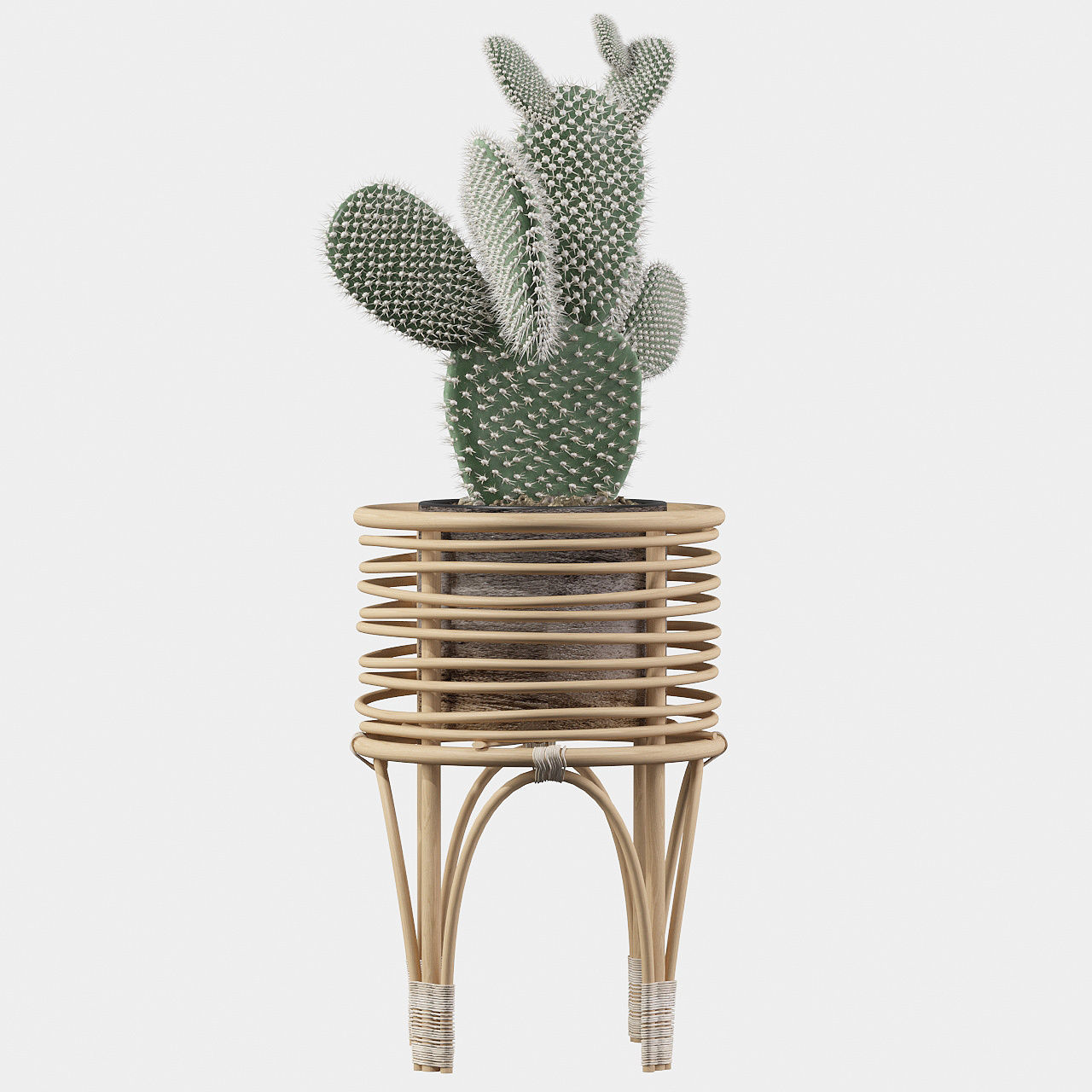 Opuntia microdasys 04 3D model_5