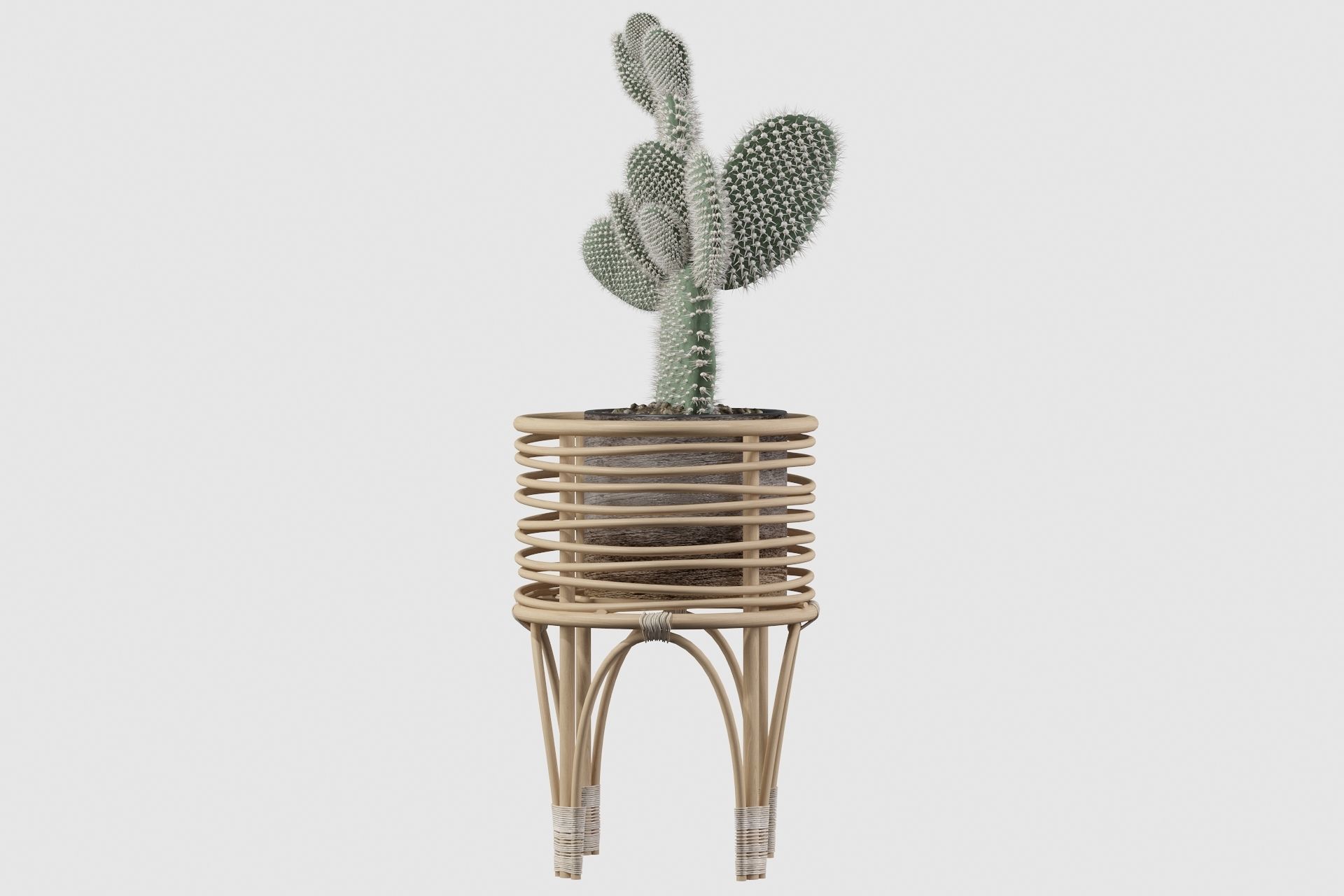 Opuntia microdasys 04 3D model_20