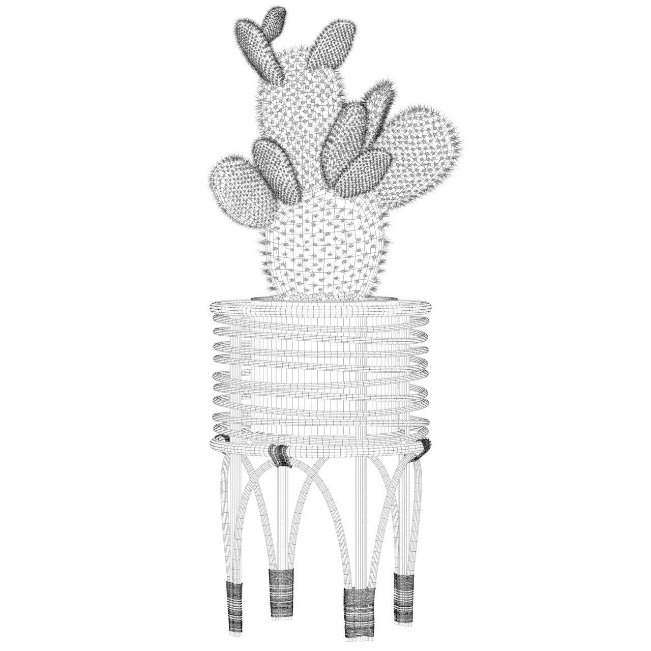 Opuntia microdasys 04 3D model_2