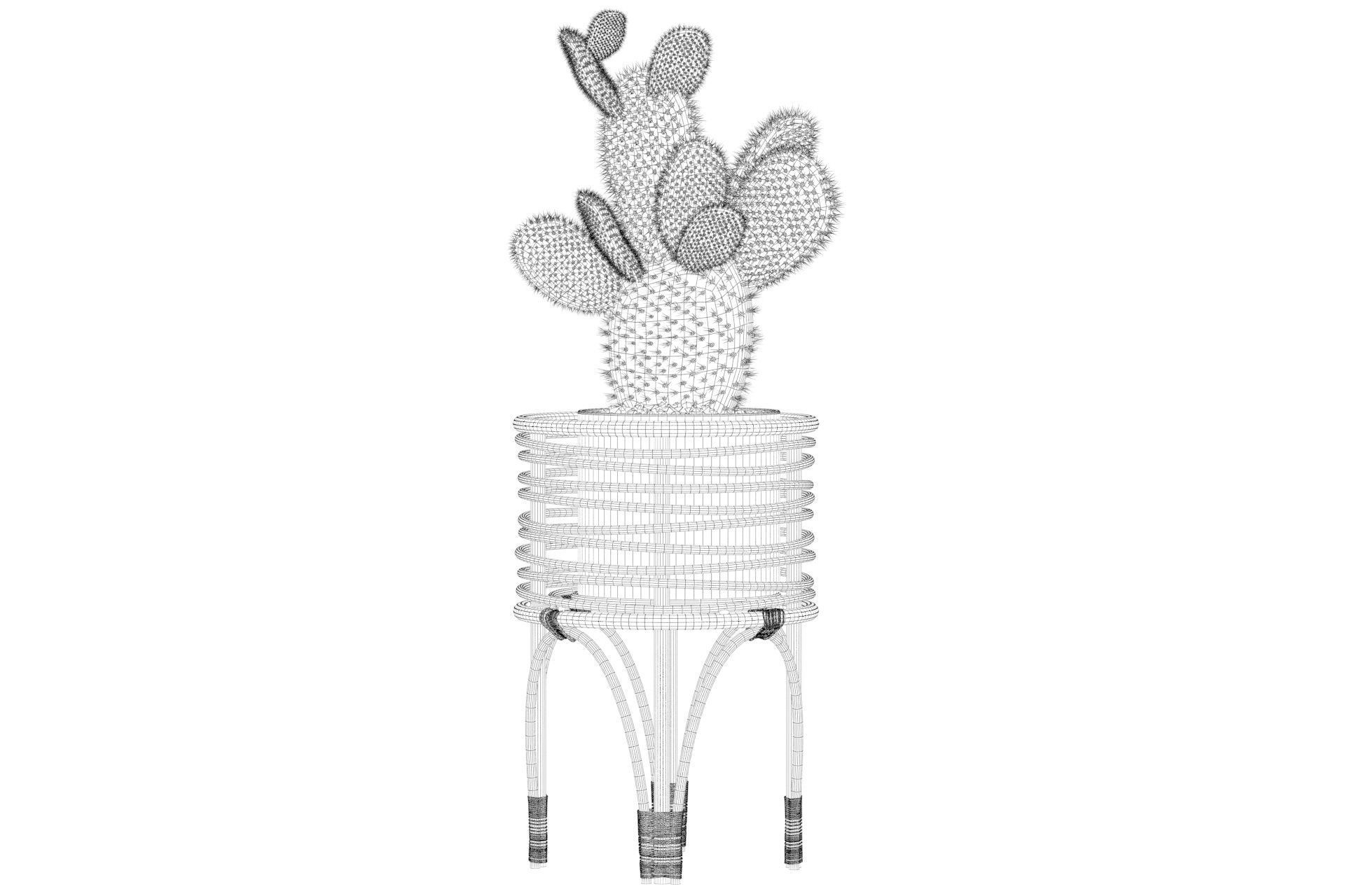 Opuntia microdasys 04 3D model_40