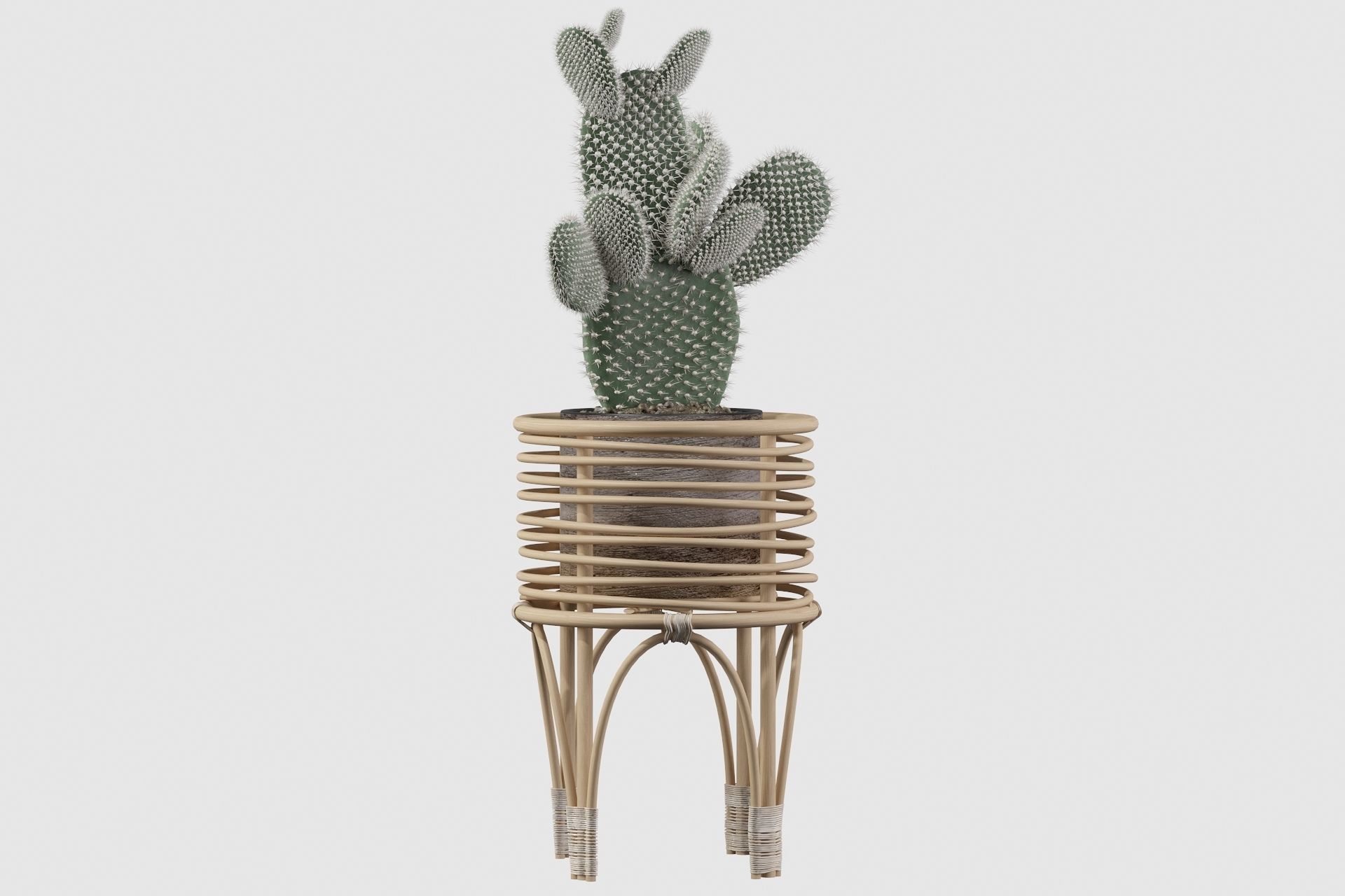 Opuntia microdasys 04 3D model_30