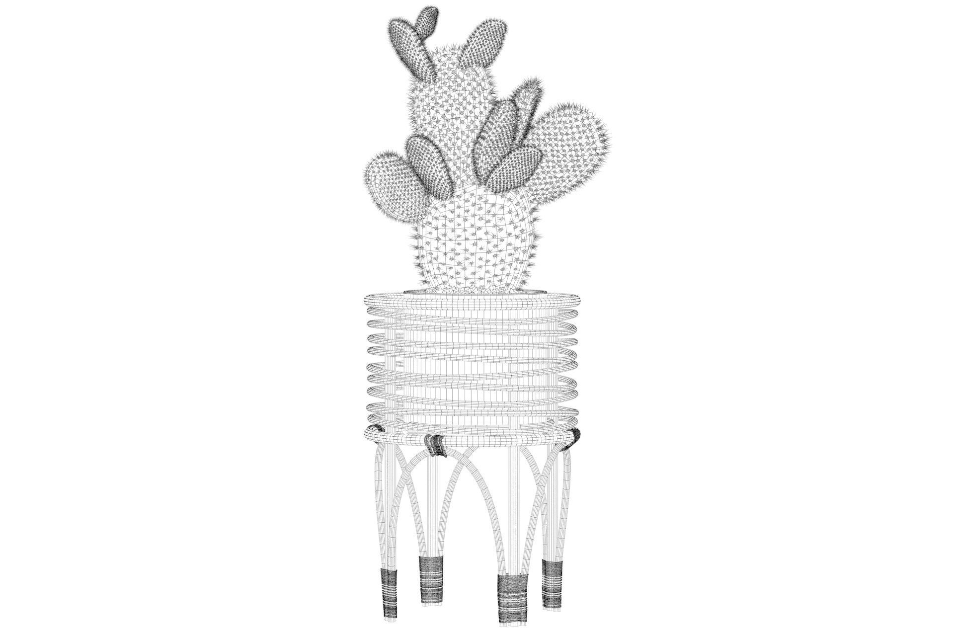 Opuntia microdasys 04 3D model_42