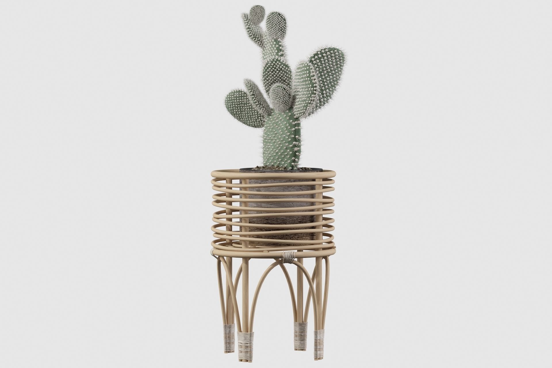 Opuntia microdasys 04 3D model_54