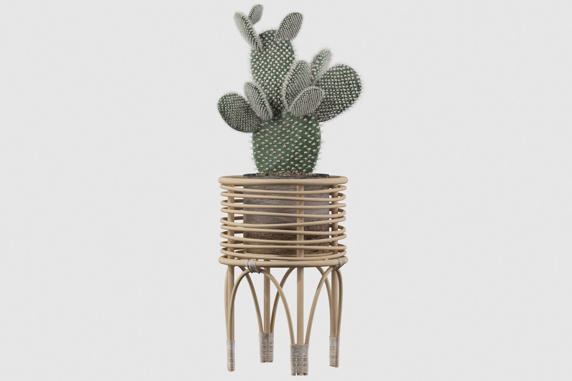 Opuntia microdasys 04 3D model_25