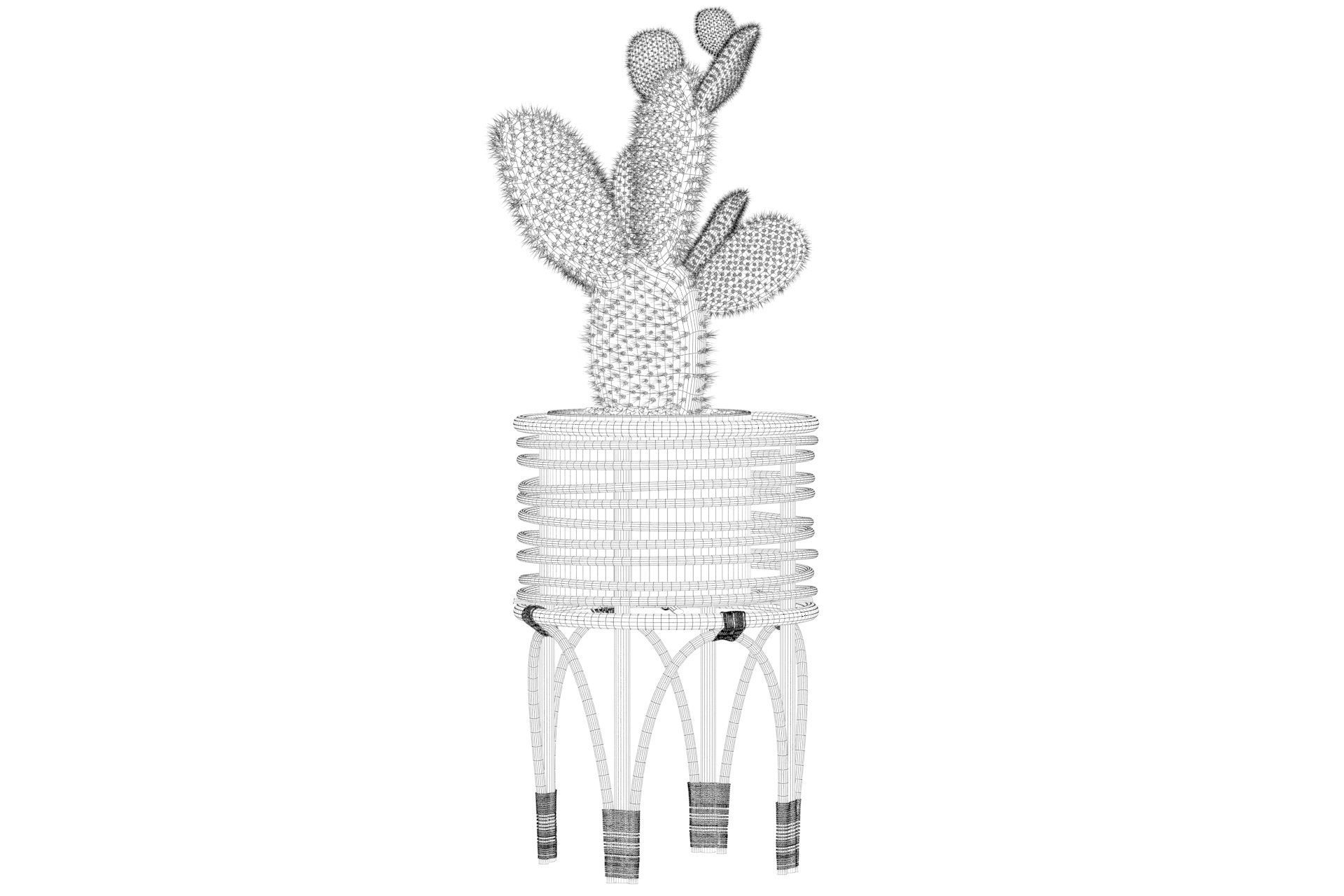 Opuntia microdasys 04 3D model_48