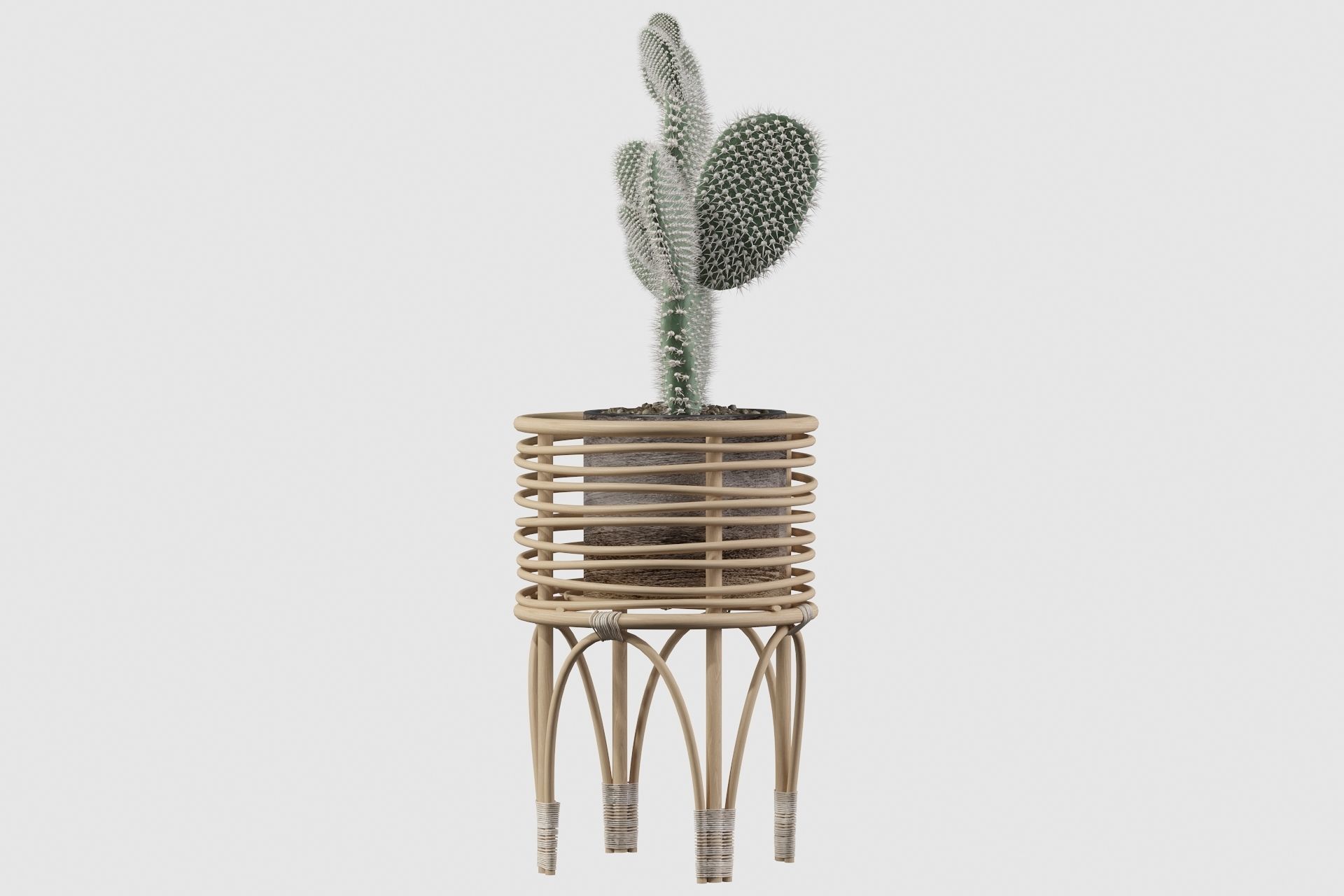 Opuntia microdasys 04 3D model_53
