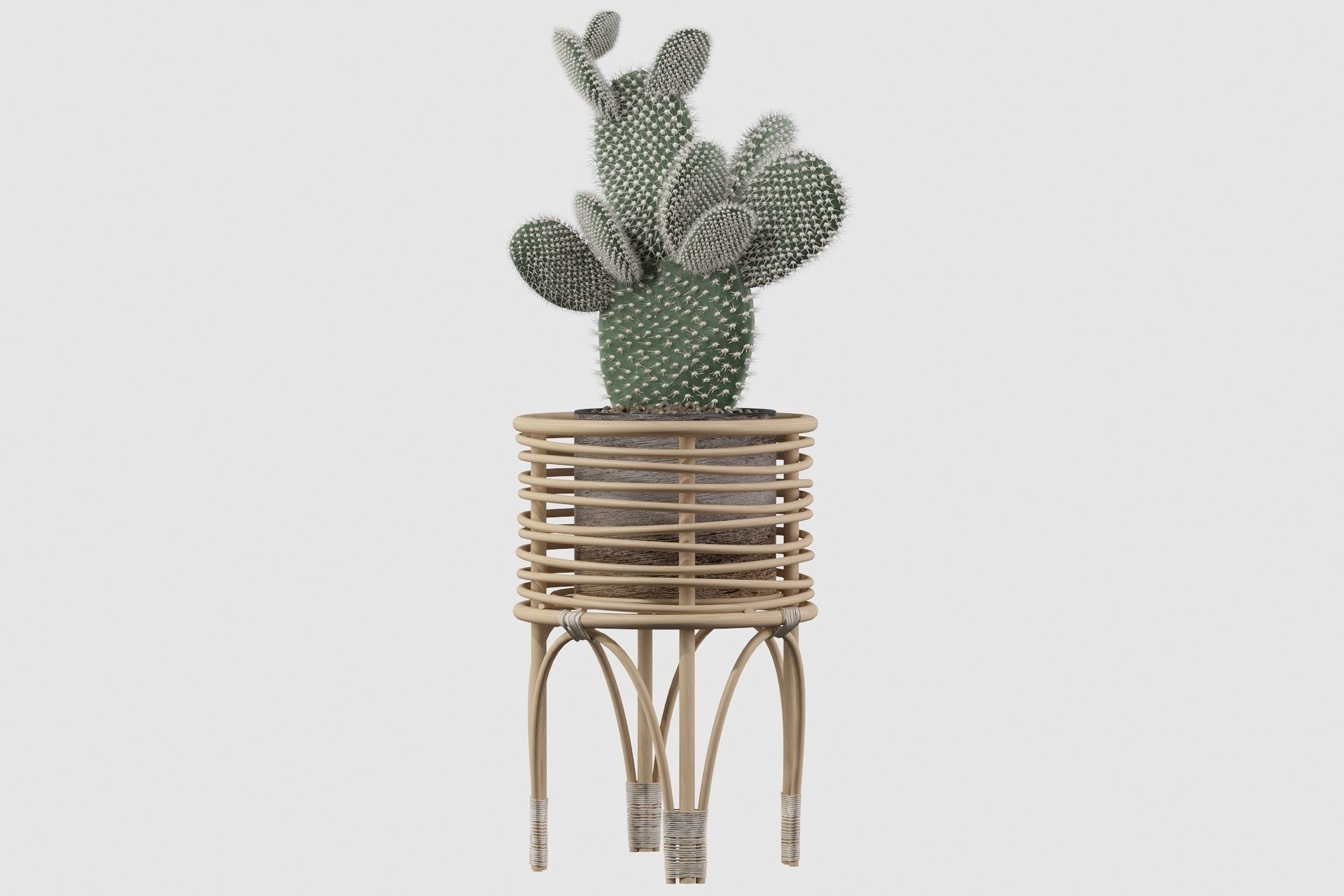 Opuntia microdasys 04 3D model_24