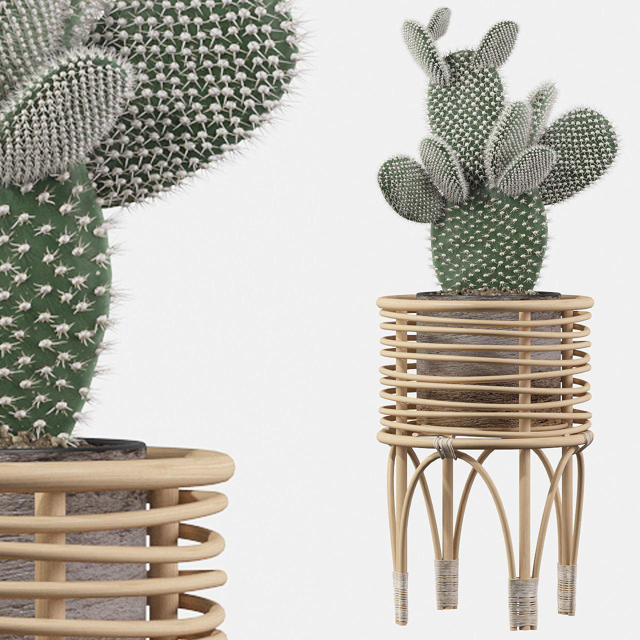 Opuntia microdasys 04 3D model_1