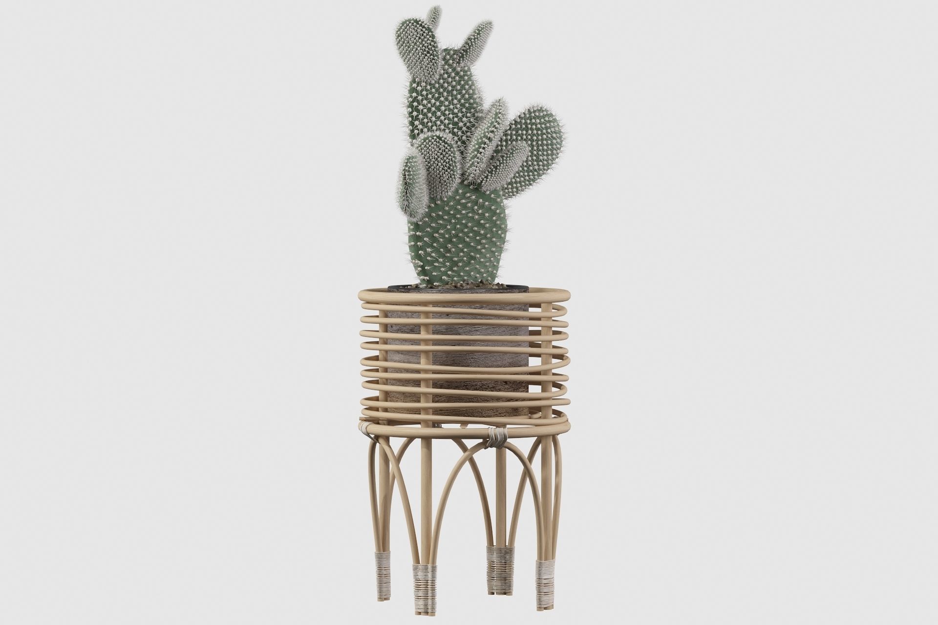 Opuntia microdasys 04 3D model_31