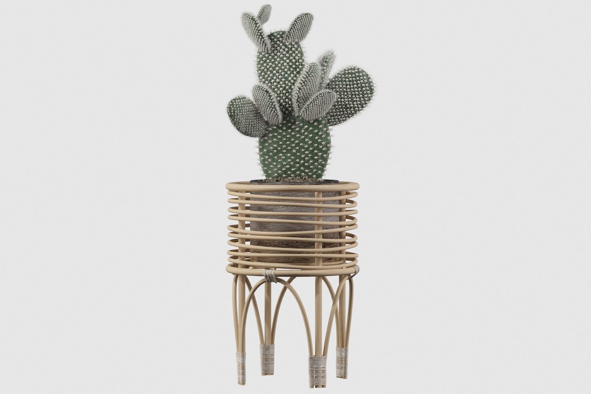 Opuntia microdasys 04 3D model_27