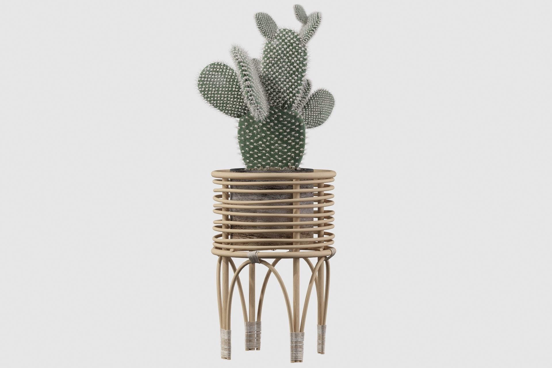 Opuntia microdasys 04 3D model_14