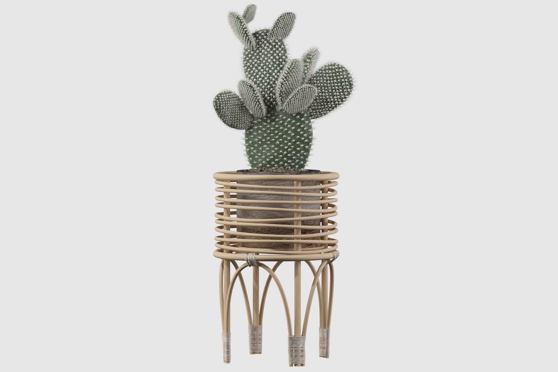 Opuntia microdasys 04 3D model_8