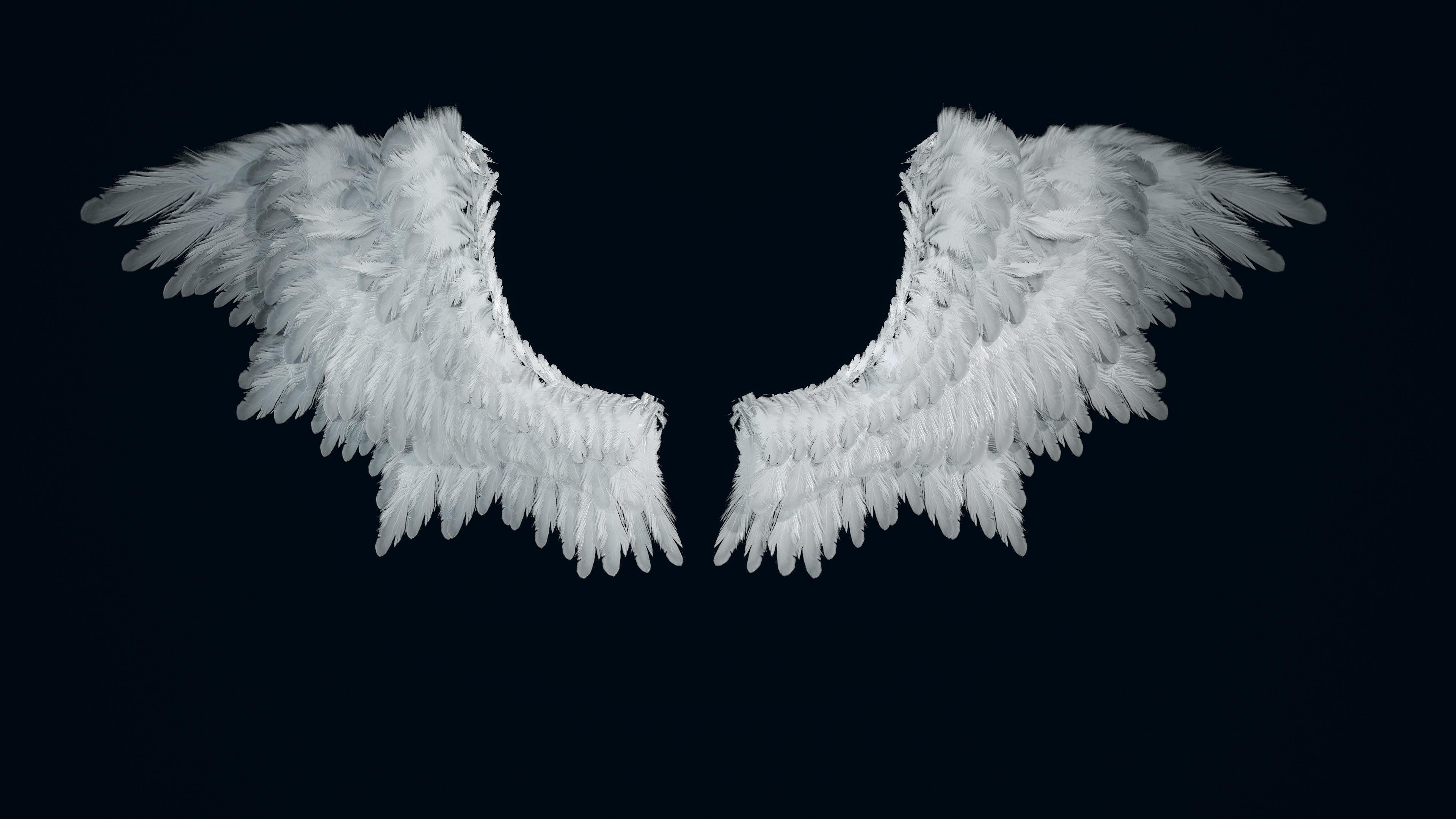 Wings Low-poly 3D model_1