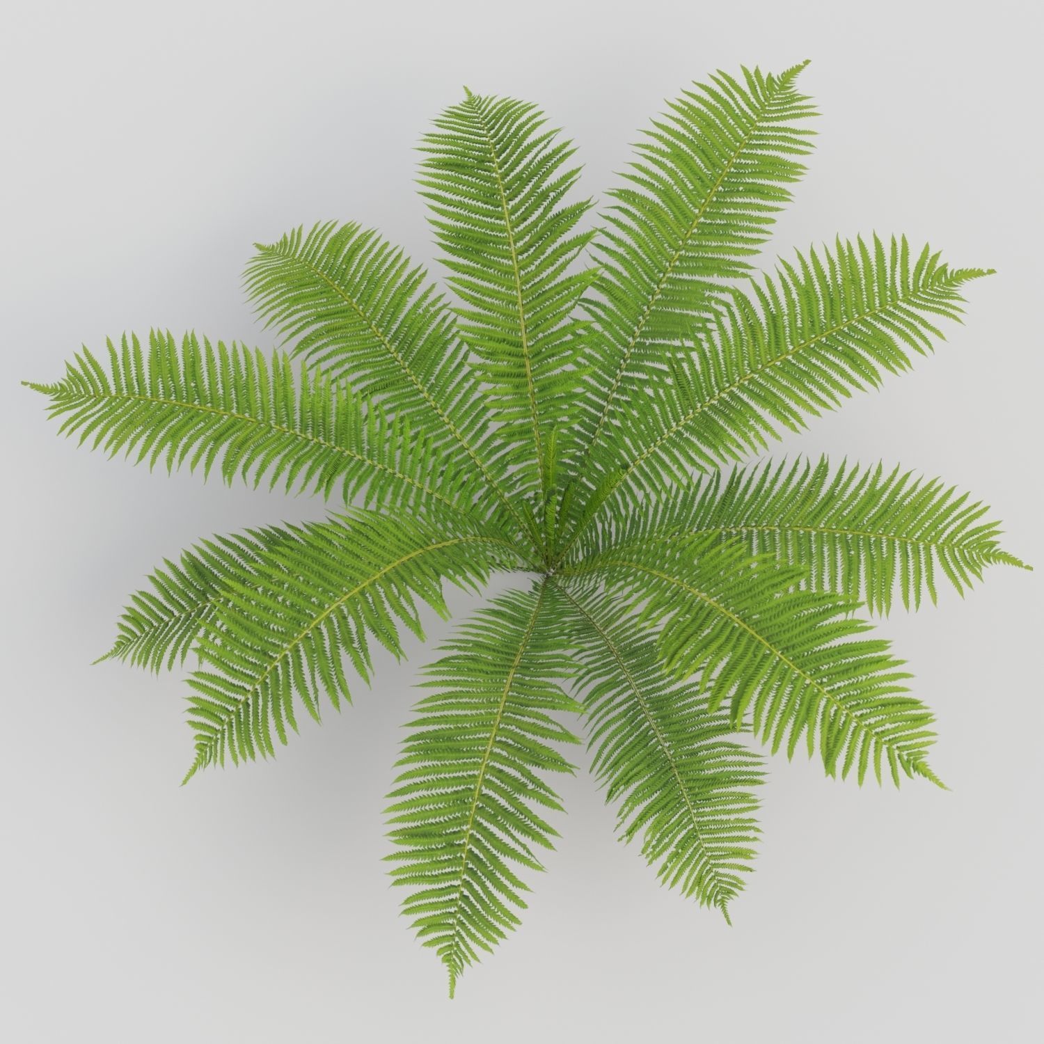 Fern Matteuccia struthiopteris  Low-poly 3D model_2