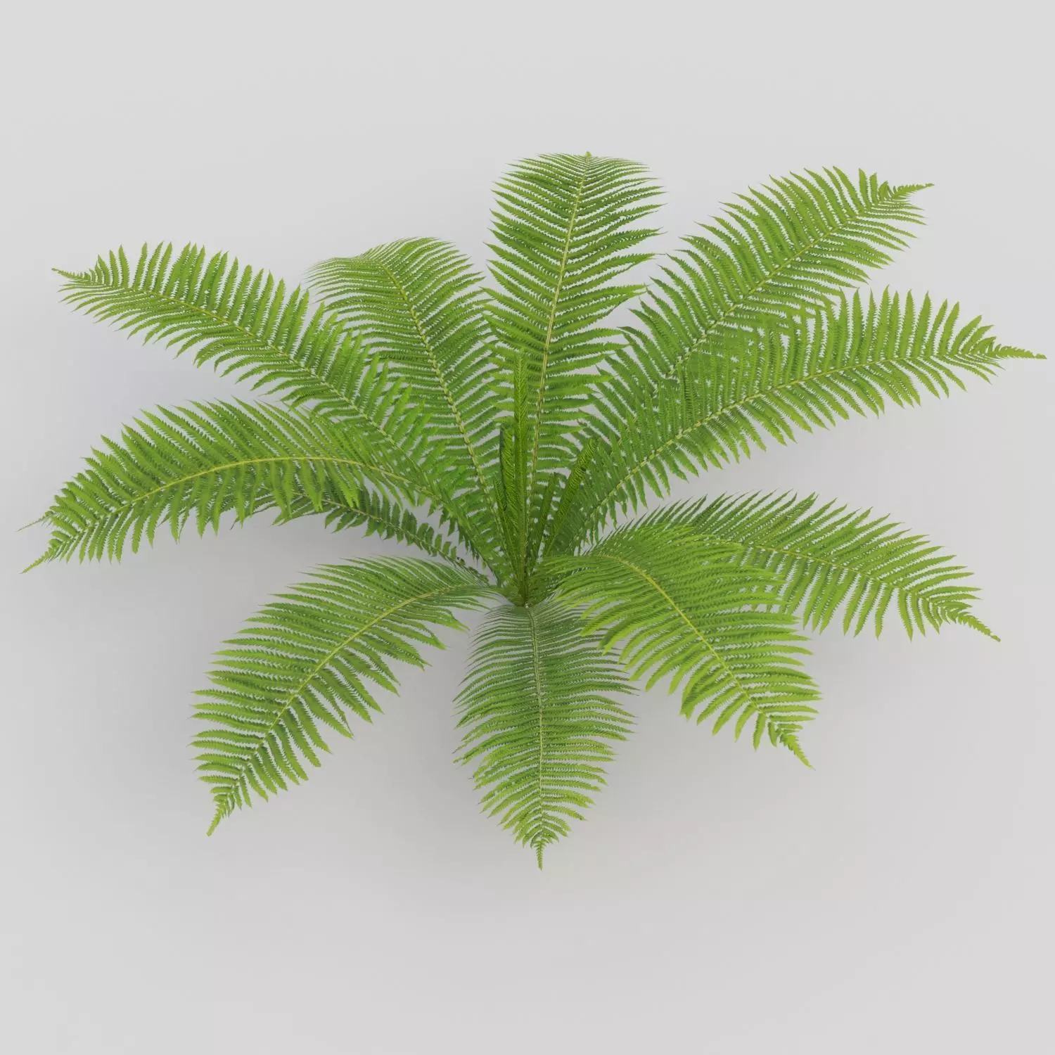Fern Matteuccia struthiopteris  Low-poly 3D model_0