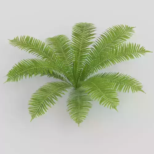 Fern Matteuccia struthiopteris 