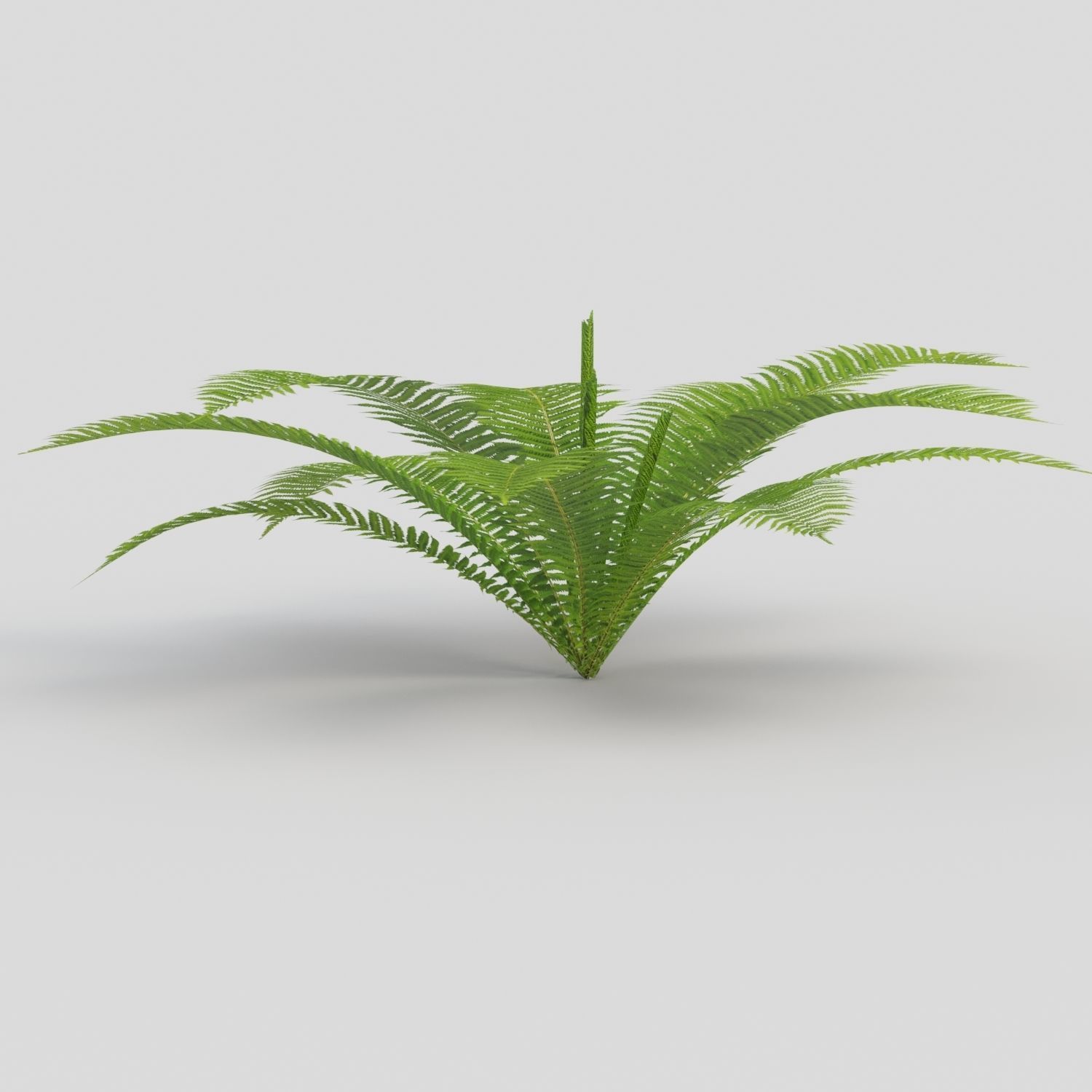 Fern Matteuccia struthiopteris  Low-poly 3D model_3