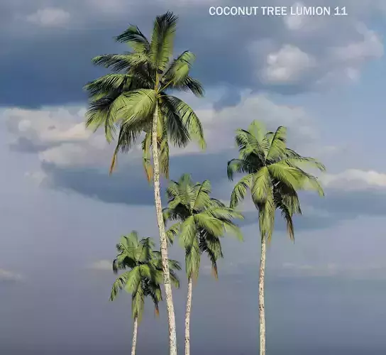 REALISTIC COCONUT TREE LUMION 11 FILE