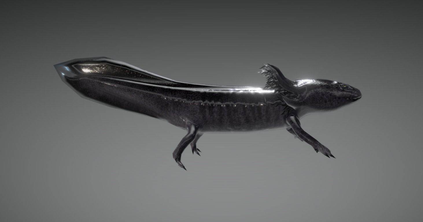 Low poly Axolotl Salamander Low-poly 3D model_4