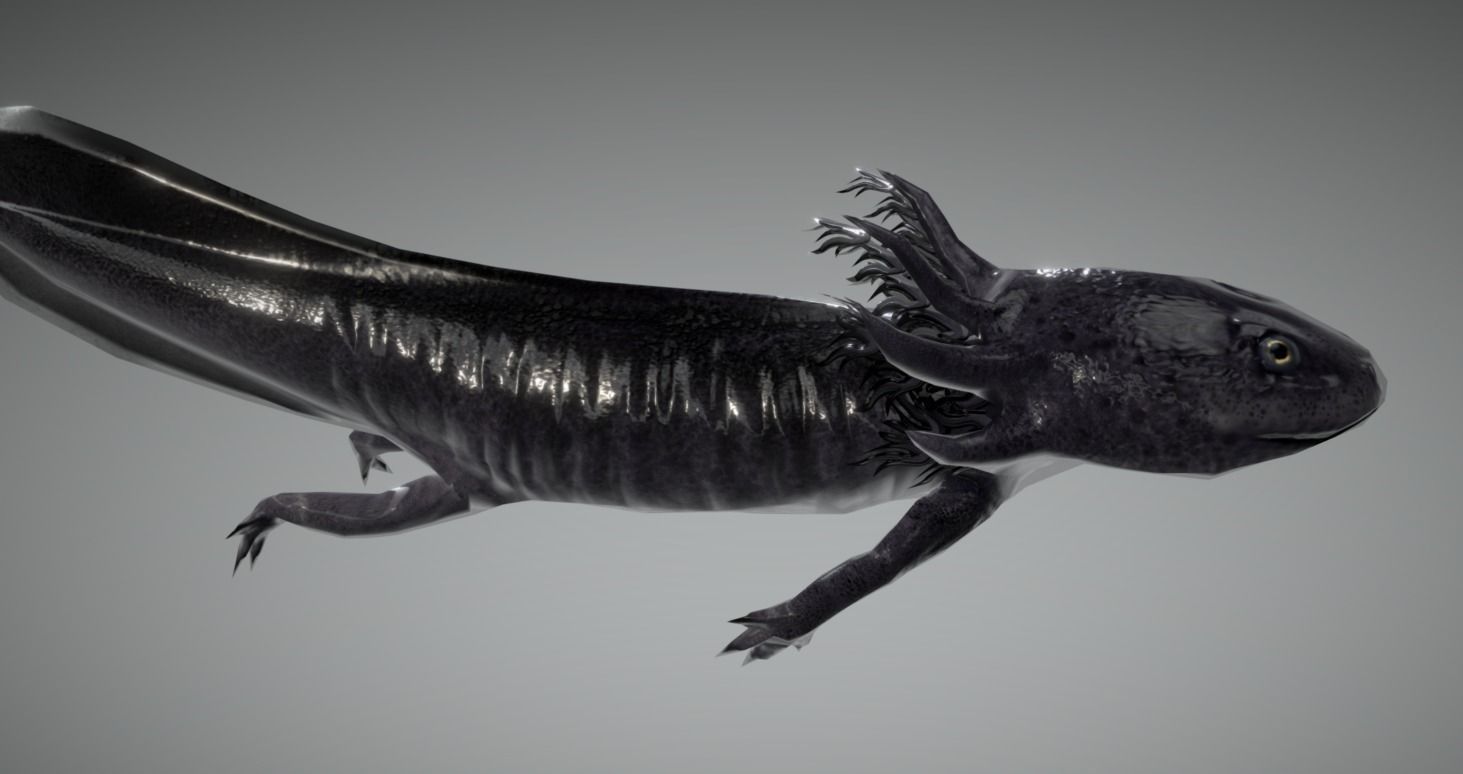 Low poly Axolotl Salamander Low-poly 3D model_1